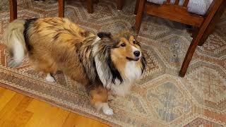 Shelties yelling at the cat [upl. by Virgel]