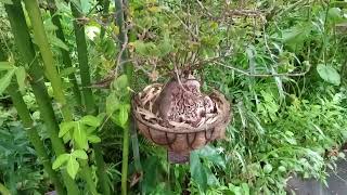 Mierenplant Myrmecodia beccarii Hortus botanicus Amsterdam [upl. by Llireva]