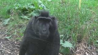 Black Crested Macaque Shows Off Teeth [upl. by Yenterb654]