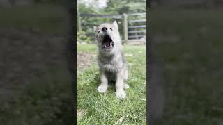 Tiniest Wolf Pups Great Big Howl [upl. by Kern]