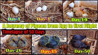 Egg to First Flight A journey of Pigeon  50 day timelapse Pigeon Egg Hatching  Glimpse of Nature [upl. by Grata]