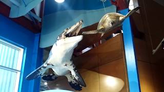 Dauphin Island Estuarium Mosasaur Exhibit [upl. by Angele]