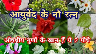 औषधीय गुणों से भरपूर हैं ये 9 पौधे medicinal plants  Ayurvedic plants  ayurvedic plants in hindi [upl. by Weiner]