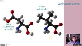 Les causes de la drépanocytose [upl. by Asaert929]