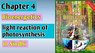 light reaction light dependent reaction of photosynthesis Chapter 4 bioenergetics class 11 biology [upl. by Dotti112]