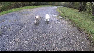 Noisy Siamese Cats try to avoid Water Sweetly Talk to each other after a CreekJump amp see Ducks [upl. by Meredi]