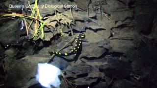 YellowSpotted Salamander Ambystoma maculatum [upl. by Florentia]