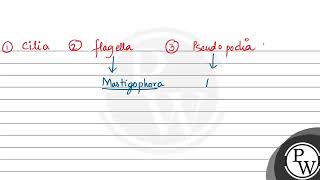 The primary grouping of the protozoans is based on their  A mode of feeding B locomotory or [upl. by Keppel]