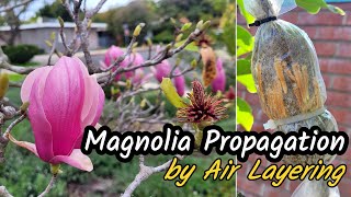 How to Propagate and Grow Magnolia Trees from ROOTED Branches Using Air Layering Technique 粉色玉兰 [upl. by Terriss]