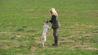 English pointer Adar Seventeen  10 měsíců  Derby Pommersfelden 2011 [upl. by Gottwald]