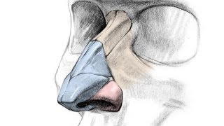 How to Draw a Nose  Anatomy and Structure [upl. by Leigh948]