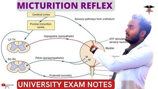 Micturition Reflex  Pathway of Micturition Reflex  Higher centers  Applied physiology [upl. by Alim]