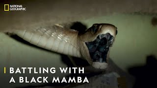 Tackling an Impossible Black Mamba  Snakes in the City  National Geographic [upl. by Iaj]