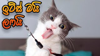 Its My Life  Sandaru Sathsara   ඉට්ස් මයි ලෆයි  Cats Version Sinhala [upl. by Anaeg]