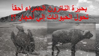 بحيرة الناترون الحمراء أحقاً تحول الحيوانات إلي أحجار ؟ [upl. by Llemar]