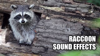 Raccoon Sounds 🦝 Raccoon Sound Effects [upl. by Loyce182]