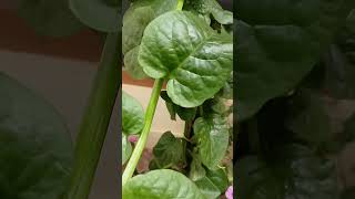 Mangalore basale Malabar spinachplz like and subscribe 🙏 [upl. by Aser850]