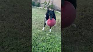 Dog playing with ball dog dogplaying sheltie fyp [upl. by Alys]