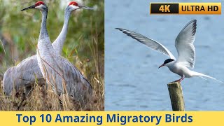 Top 10 Amazing Migratory Birds [upl. by Victoria]