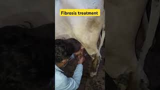 fibrosis treatment mastitis care dairyfarm youtube youtubeshorts [upl. by Lipman]