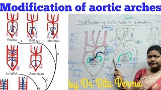 Modification of aortic arches in Vertebrate Basic Plan of aortic arches for BSc Msc UPSC NEET [upl. by Sidnac]