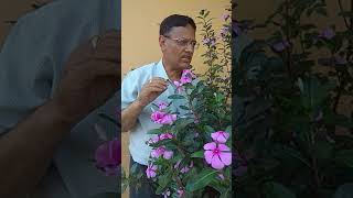 Catharanthus roseus anticancer and anti diabetic garden decorative African native [upl. by Kathie]