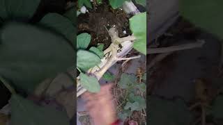 Removing pumpkin Plant from My Garden A StepbyStep Guide short ytshorts viral shorts [upl. by Ettenav]