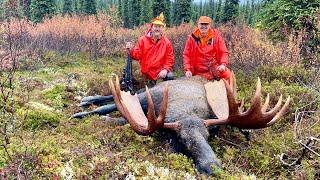 Field Dress and Butcher a Bull Moose gutless from the back side by a Surgeon [upl. by Ueih]