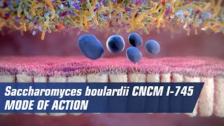 Mode of action of Saccharomyces boulardii CNCM I745 [upl. by Attaynik125]