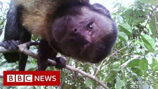 Amazon Deforestation  BBC News [upl. by Berk262]