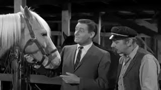 Mister Ed Season 1 Episode 18 1961 Eds New Shoes [upl. by Ydne337]