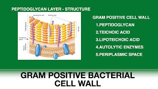 Gram positive bacterial cell wall  Peptidoglycan structure  Teichoic and Lipoteichoic acid [upl. by Vincenz]