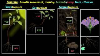 Response to stimulus Tropism  Control amp coordination  Biology class 10  Khan Academy [upl. by Corabella]