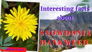 RARE SNOWDONIA HAWKWEED  Cherry9 [upl. by Hacker]