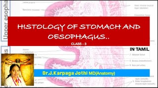 HISTOLOGY OF STOMACH AND OESOPHAGUS IN TAMIL CLASS  3 [upl. by Ykcub184]