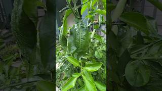 What are these giant leaves on my grapefruit tree [upl. by Case]