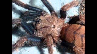 Tarantula Picture Collection Video 5 feat my own musictracks [upl. by Anavi]