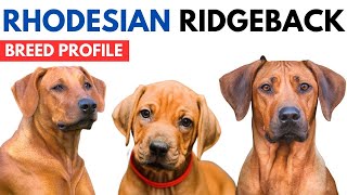 Rhodesian Ridgebacks Breed Profile History Price  Traits  Rhodesian Ridgebacks Dog Grooming Needs [upl. by Airetahs275]