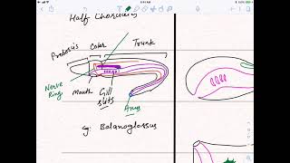 Chordata L3  The Story of Chordate Evolution  Agnatha  Gnathostomata [upl. by Cilla]