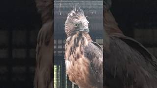 🔴 HAVE YOU EVER SEEN A MARSH HARRIER BIRD shorts [upl. by Corder]