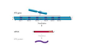 Transcription  Introns and exons [upl. by On]