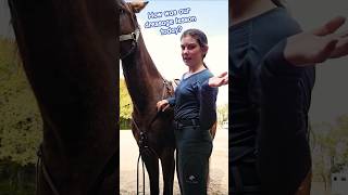 Sometimes refresher lessons with dressage can help with jumping horsetraining dressage eventing [upl. by Osnola]