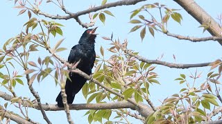 Cuckoo  Cuckoo bird sounds  Indian Koyal ki awaz  cuckoo song [upl. by Onimixam]