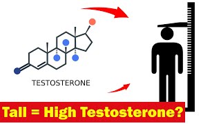 Do Taller Guys Have Higher Testosterone [upl. by Kenn589]