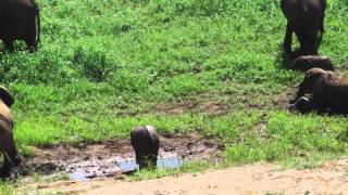 Rare elephant twins Pongola Game Reserve [upl. by Ravert]