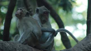 Mama Jane Sit With Young Dito On Tree in afternoon on Aug162024Vs4140 Ambers [upl. by Anirual]