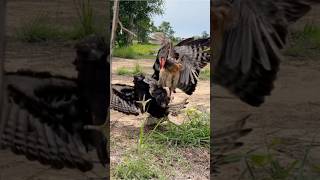 Black changeable Hawk Eagle hunt a big bird of prey on the ground for food without mercy [upl. by Sherrie]