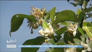 À Vallauris la fleur doranger se cultive toujours [upl. by Euqinim464]