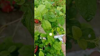 Mogra plant care tips garden houseplants terracegarde shortsyt flowersviral🤍💚🤍🪴 [upl. by Eimerej]