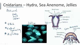 1333 Cnidarians  Hydra Sea Anenome Jellies [upl. by Alahcim]